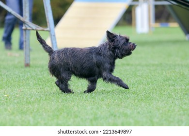 Cute Purebred Cairn Terrier Dog Is Running Outside On Agility Competition At Summer Time. Working Obedient Short-legged Scottish Terrier Performing On Agility Jumping Course. Double Coated Family Pet