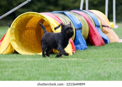 Cute Purebred Cairn Terrier Dog Is Running Outside On Agility Competition At Summer Time. Working Obedient Short-legged Scottish Terrier Performing On Agility Jumping Course. Double Coated Family Pet