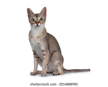 Cute purebred Singapure cat kitten, sitting up side ways. Looking straight to camera with green yellow eyes. isolated on white background.