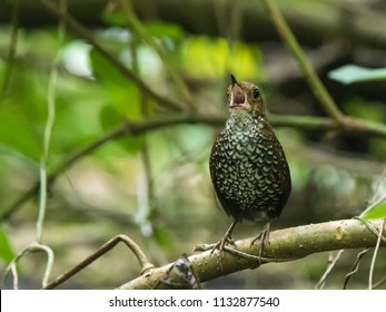 Cute pygmy wren babbler singing the high pitch call. he pygmy wren-babbler is a species of bird in the Pnoepyga wren-babblers family, Pnoepygidae.