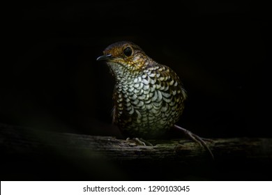 Cute pygmy wren babbler singing the high pitch call. he pygmy wren-babbler is a species of bird in the Pnoepyga wren-babblers family, Pnoepygidae, shy birds and hiding under the tree trunk