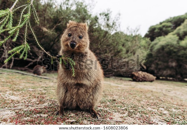 緑の小枝を食べるかわいいクォッカ 西オーストラリア ロットネスト島に微笑むクォッカ の写真素材 今すぐ編集