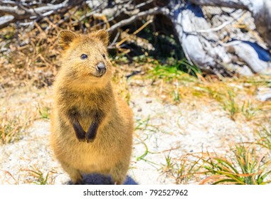 A Cute Quokka Outdoors. Rottnest Island In A Sunny Day, Western Australia. Quokka Is Considered The Happiest Animal In The World Thanks To Expression Of Snout That Always Reminds A Smile. Copy Space.