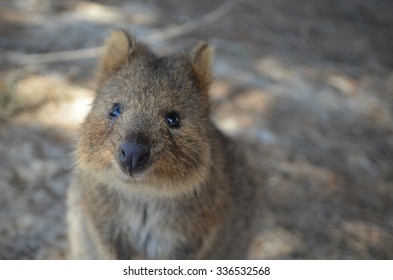 A Cute Quokka From Perth