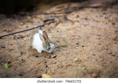 A cute rabbit.