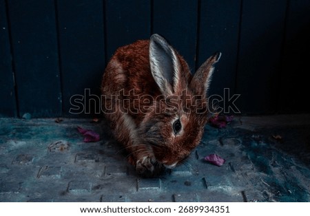 Cute Rabbit, adorable, jumpy, bunny