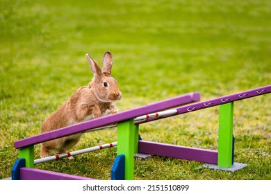 Cute Rabbit Bunny Jumping Over The Obstacles During Bunny Race, Green Background, Pet Photography, Bunny Hop, Kaninhop, Symbol Of New Year 2023, Copy Space, Easter Concept
