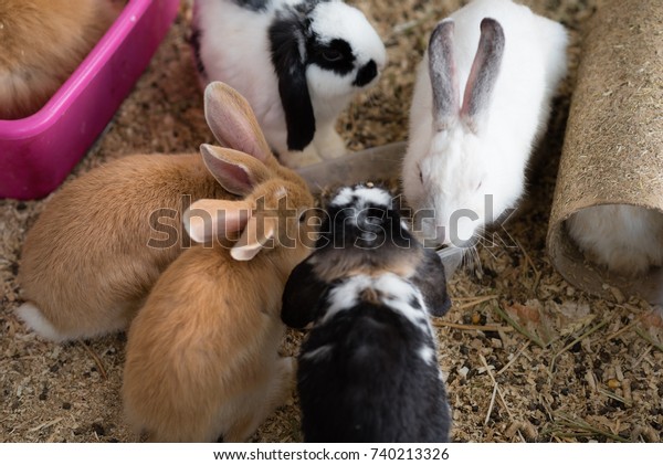 bunny pet shop