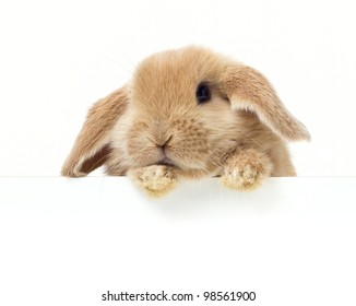 Cute Rabbit. Close-up portrait on a white background - Powered by Shutterstock