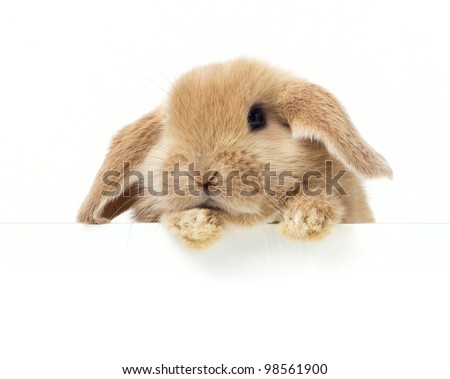 Cute Rabbit. Close-up portrait on a white background