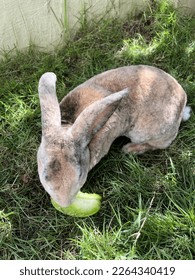A cute rabbit eats fruit on a green lawn.