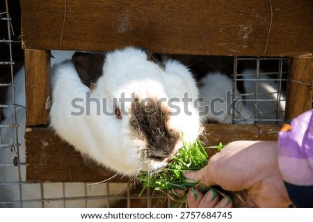 A cute rabbit eats a piece of grass that a hand gives him