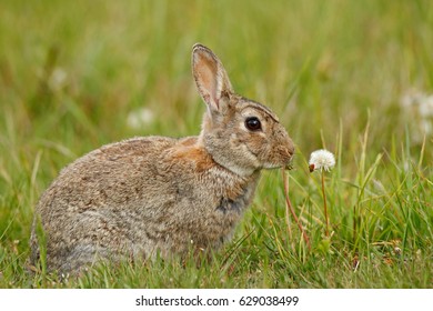 Cute rabbit with flower dandelion sitting in the grass during Easter. Wildlife scene from nature. Mammal on the spring meadow.