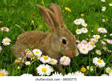 Cute Rabbit in Grass