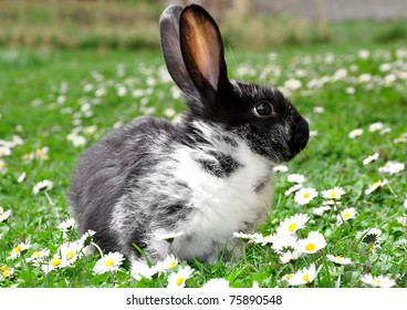 Cute Rabbit in Grass
