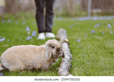 cute rabbit in the grass and spring background