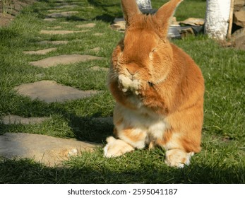 Cute rabbit in the grass while cleaning its fur. New Zealand red rabbit sits on green grass on a sunny day before Easter.
