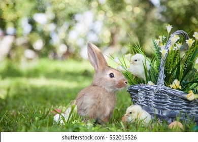 Cute rabbit and little chicks