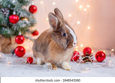 cute rabbit near the Christmas tree