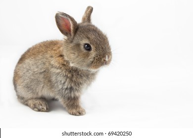 cute bunny images stock photos vectors shutterstock