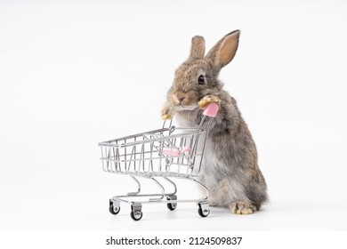 cute rabbit pushing empty shopping trolley cart and looking some food, isolated on white background 