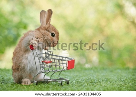 cute rabbit pushing empty shopping trolley cart and looking some food on a green grass