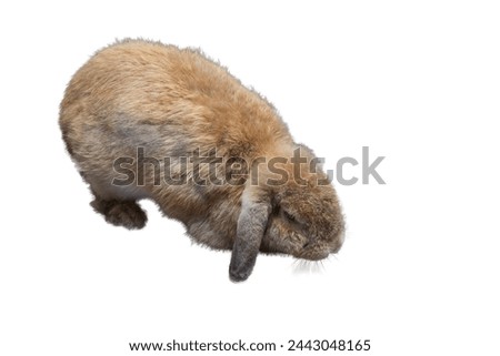 Cute rabbit with sagging ears and chubby brown is eating food in country house. It was tamed Holland Lop rabbit. It's fat, young, fluffy, playful. Thailand. White background, clipping path, isolated.