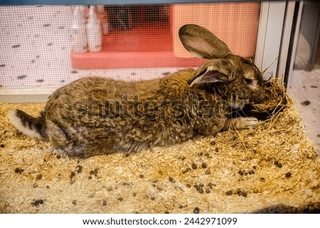 Cute Rabbit for sale in the pet shop