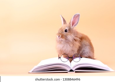 Cute rabbit sitting on a white book with glasses placed. Easter holiday