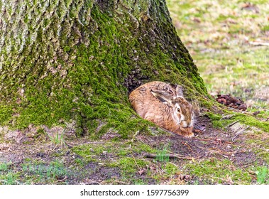 Cute rabbit sitting in tree, hide in  tree root