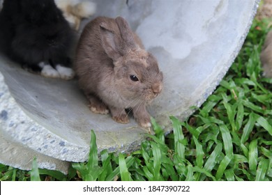 Cute Rabbit Stay Cement Tunnel On Stock Photo 1847390722 | Shutterstock