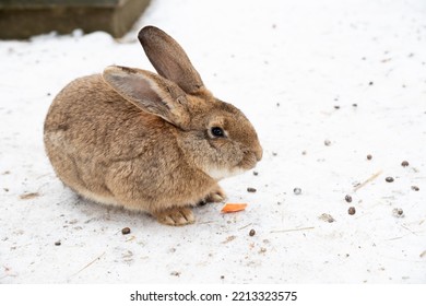 Cute rabbit winter in the snow, snowdrifts, fluffy snow.Rabbit in farm. Lovely and lively bunny in nature with happiness. Young animal.2023 is the year of the rabbit. - Shutterstock ID 2213323575