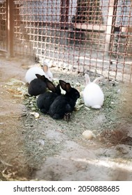 Cute Rabbits Eating Together Behing Zoo Cage Bars