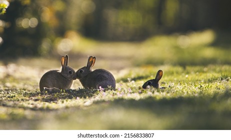 The Cute Rabbits Kissing On The Grass In The Park On A Sunny Day