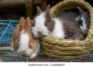 1,088 Pet store rabbit Stock Photos, Images & Photography | Shutterstock