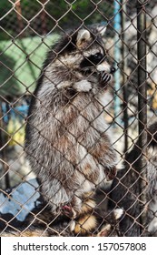 Cute Raccoon Family In Zoo