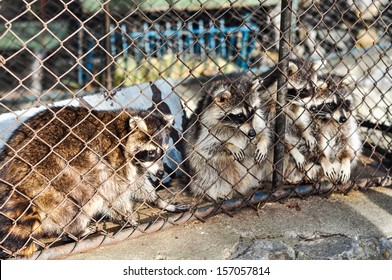 Cute Raccoon Family In Zoo