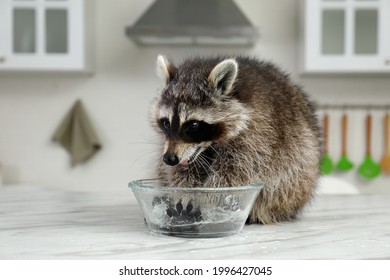Cute raccoon playing with bowl of water on kitchen table
