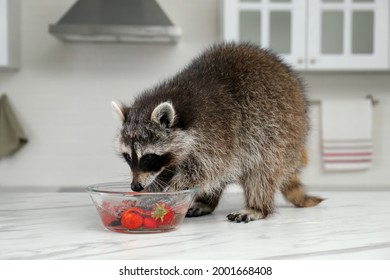 Racoon Washing Stock Photos Images Photography Shutterstock