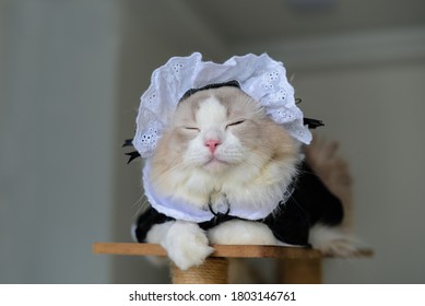 Cute Rag Doll Cat In Apron Dress Sleep