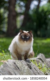 Cute ragdoll cat outdoors in nature looking towards the camera