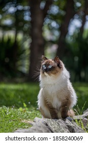 Cute ragdoll cat outdoors in nature looking to the side