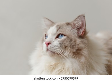 Cute Ragdoll Cat Side Face, Blue Eye, Pink Nose, Grey Background 