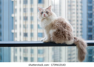 Cute ragdoll cat sit on balcony