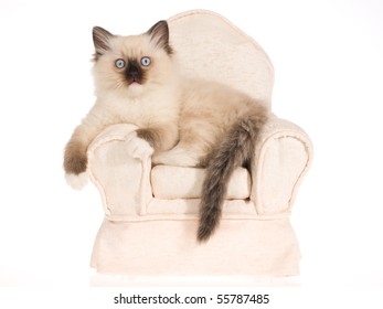 The Cat In The Chair Images Stock Photos Vectors Shutterstock