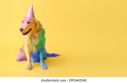 Cute rainbow colored dog in party hat yellow background