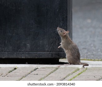 A cute rat stands on its hind legs looking up at the top of a city dumpster