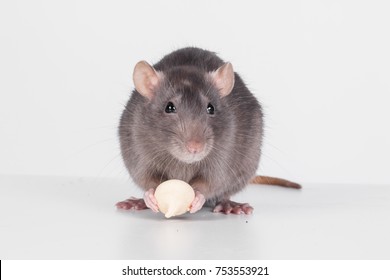 Cute Rats Eating Food Isolated On White Background