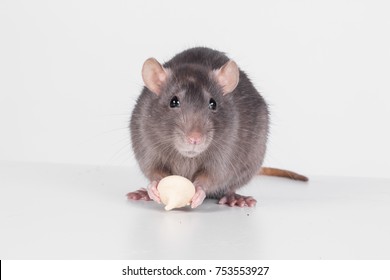 Cute Rats Eating Food Isolated On White Background