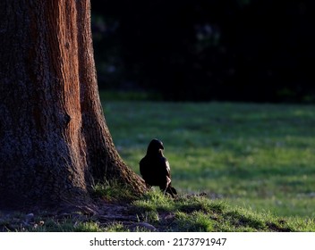 Cute Raven On A Summer Meadow